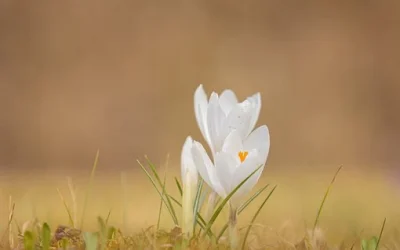 Spring loaded: crisis solutions or half-measures?