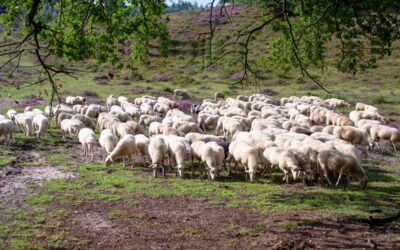 Farming – using the herd basis